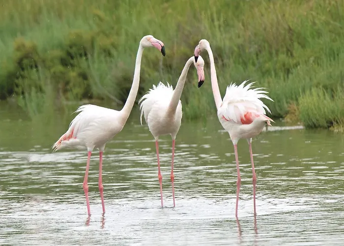 Cost Fieramosca * Lido di Spina